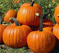 Pumpkins.JPG